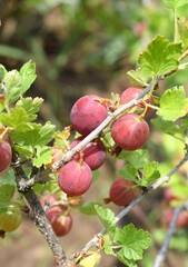 Ripe gooseberries on a branch in the garden.