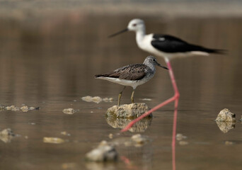 Selective focus on Common Greenshank with black-winged stilt at the forgorund, Asker Marsh, Bahrain