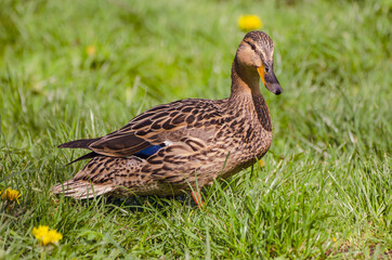 Single brown duck