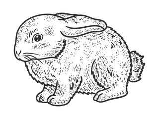 little rabbit sketch engraving vector illustration. T-shirt apparel print design. Scratch board imitation. Black and white hand drawn image.