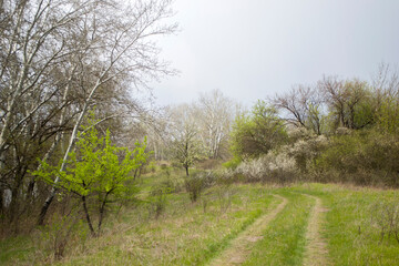 Obraz premium Spring nature in the countryside.