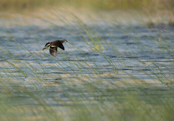 Juvenile Common Moorhen flying at Buhair lake, Bahrain