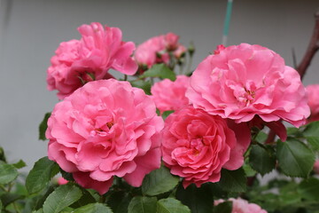 
Delicate pink roses bloom on a bush in a spring garden