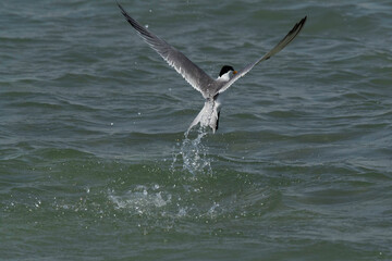 Lesser Crested Tern coming out after a dive at Busaiteen coast, Bahrain