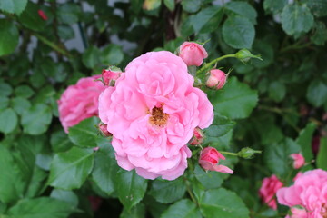 
Delicate pink roses bloom on a bush in a spring garden