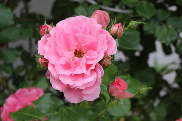 
Delicate pink roses bloom on a bush in a spring garden