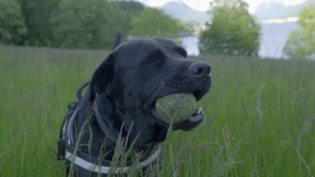 A black dog chewing on a tennis ball