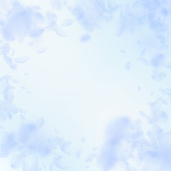 Light blue flower petals falling down. Grand roman