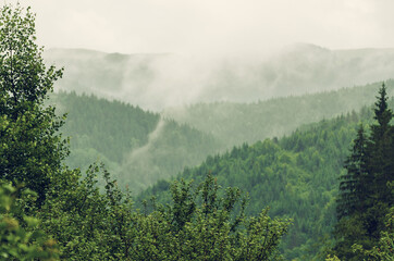 Foggy morning landscape