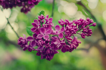 Spring lilac flowers