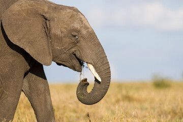 African Elephant eating grass on the savanna 
