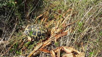 Turtle in the North Coast of Menorca Island