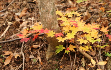 色とりどりの紅葉