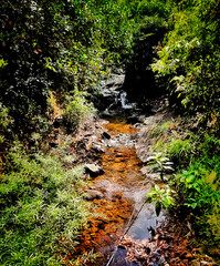 stream in the forest