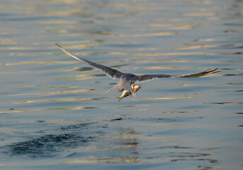 Lesser Crested Tern with fish at Busaiteen coast, Bahrain