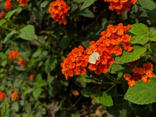 Orange flowers