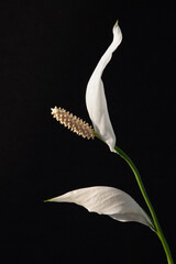 Naklejka premium Spathiphyllum Peace lily flower side view against black background. Close-up macro view of white exotic flower. Elegant houseplant.