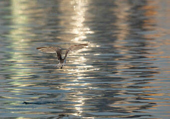 Lesser Crested Tern fishing at Busaiteen coast with dramatic reflection on water, Bahrain