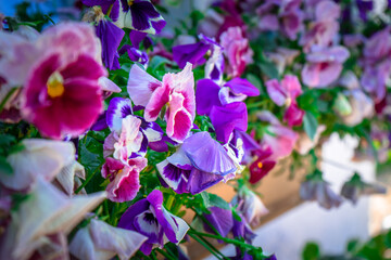 Veilchen in Opas Garten in Niederbayern Deutschland