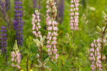 Obraz premium Field of purple lupins
