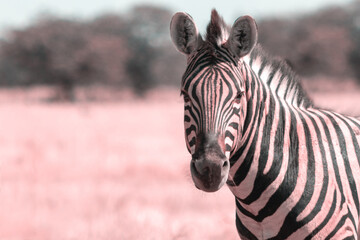 Wild african animals.  African Mountain Zebra standing  in grassland. Etosha National Park.