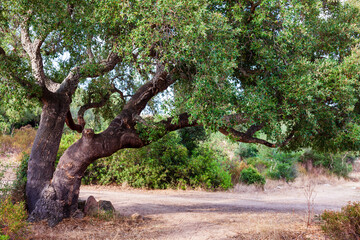 Cork oak (Quercus suber) trees with curved trunks growing at natural stand in Corsica, France, Europe.