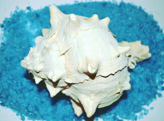 Obraz na płótnie Canvas Close-up of seashell against blue background as marine still life. 
