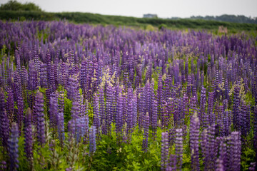 Obraz premium Field of purple lupins