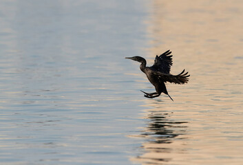 Socotra cormorant landing at Busaiteen coast, Bahrain