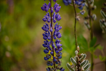 Field of purple lupins