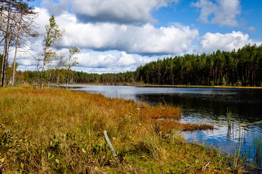 Lake Laho during sunny day. Grassy shore and forest on the other side. Cloudy sky. Mooste, Estonia, Europe.