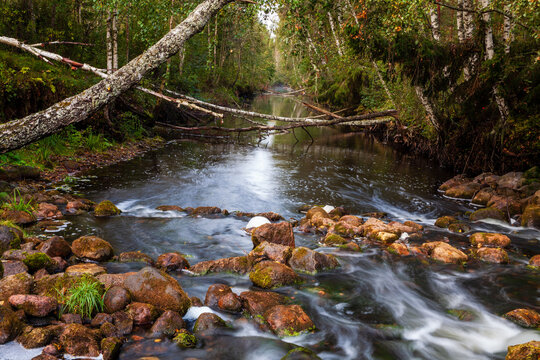 Rapids, wild river near Endla bog, Estonia. Raging water and rock at sides. Trees above water surface. Estonia, Europe.