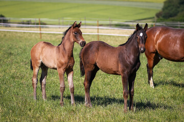 Two foals are attentively looking out on the pasture..