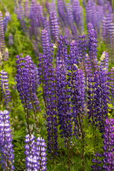 Field of purple lupins