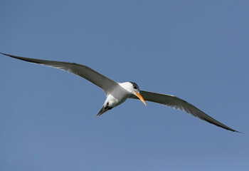 Lesser Crested Tern flying and observing the movement of fish in the ocean at Busaiteen coast, Bahrain