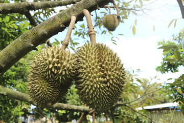 Naklejka na ściany i meble Fresh durian fruit on tree, the king of fruits.
