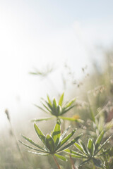 lupine leaves in wightness