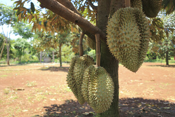 Fresh durian fruit on tree, the king of fruits.