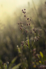 single quaking-grass on blurred sunny background