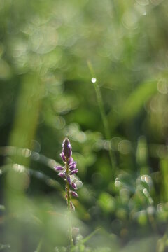 muskari glistening in morning dew