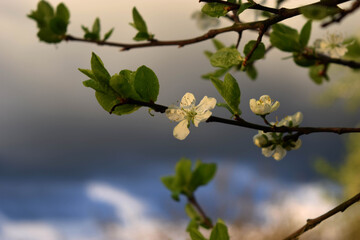 cherry of aple-tree flower with stormy clouds on background