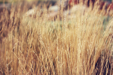 Wheat fields on summer in a small town of Andalusia Spain Almargen