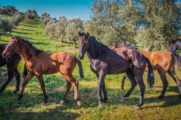 Fototapeta na wymiar Andalusian horses in the field of olives