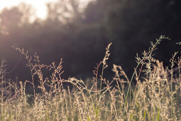Fototapeta premium bluegrass glistening because of morning dew