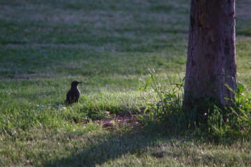 a bird looking at sunrise