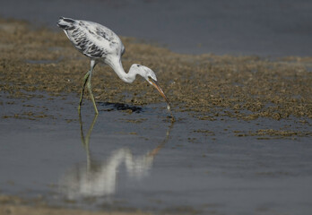 Western reef heron holding a crab  Busaiteen coast, Bahrain.
