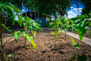 Tomaten- Pflanzen in Opas Garten Niederbayern Deutschland