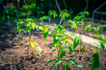 Tomaten- Pflanzen in Opas Garten Niederbayern Deutschland