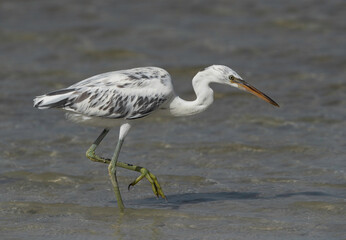 Western reef  heron fishing Busaiteen coast, Bahrain