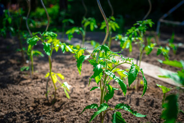 Tomaten- Pflanzen in Opas Garten Niederbayern Deutschland